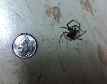 Gross squished spider!