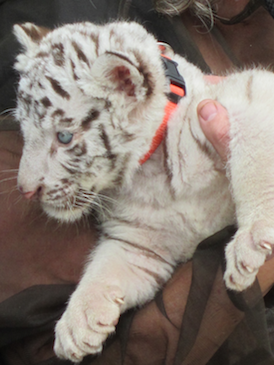 White tiger cub!